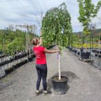 Breza previsnutá (Betula Alba pendula) ´YOUNGII´ - výška 200-250 cm, obvod kmeňa: 14/16 cm, kont. C70L - NA KMIENKU